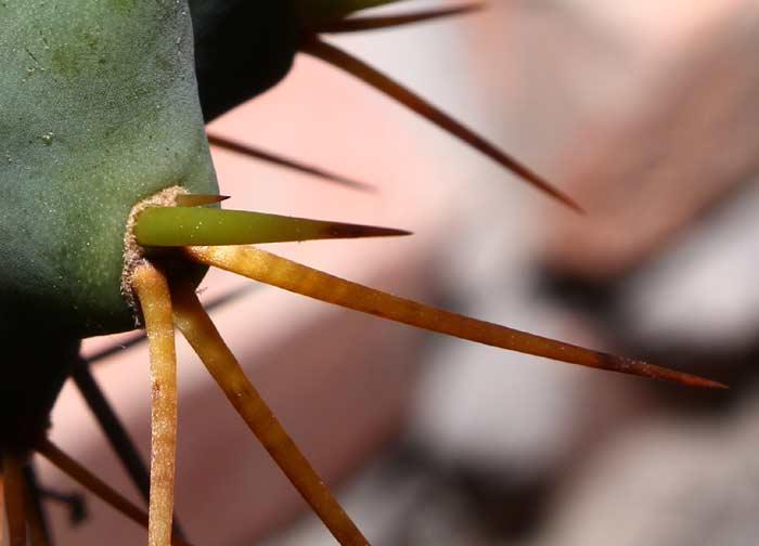 Trichocereus boliviensis