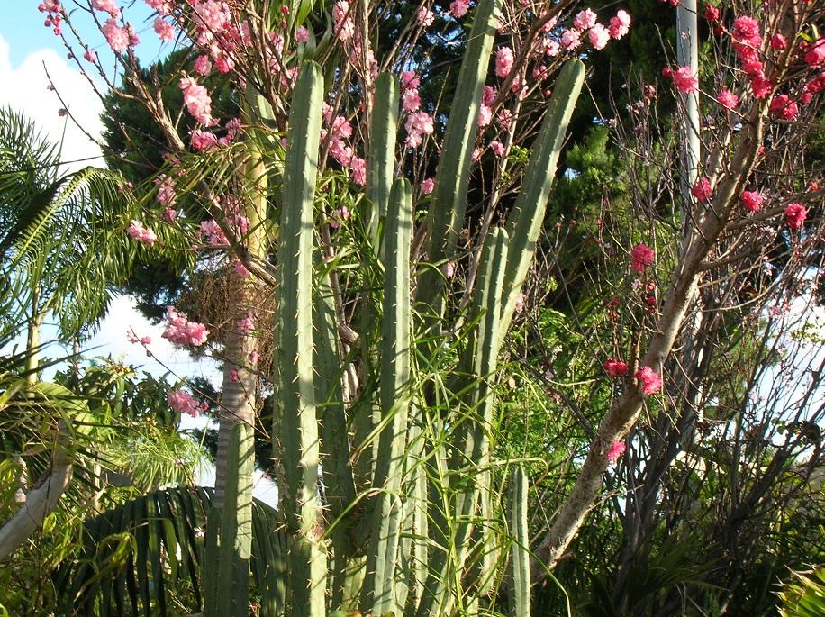 local bridgesii