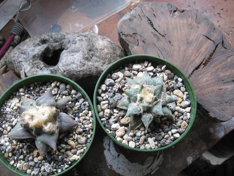 ariocarpus retusus