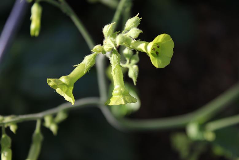 Nicotiana langsdorfii