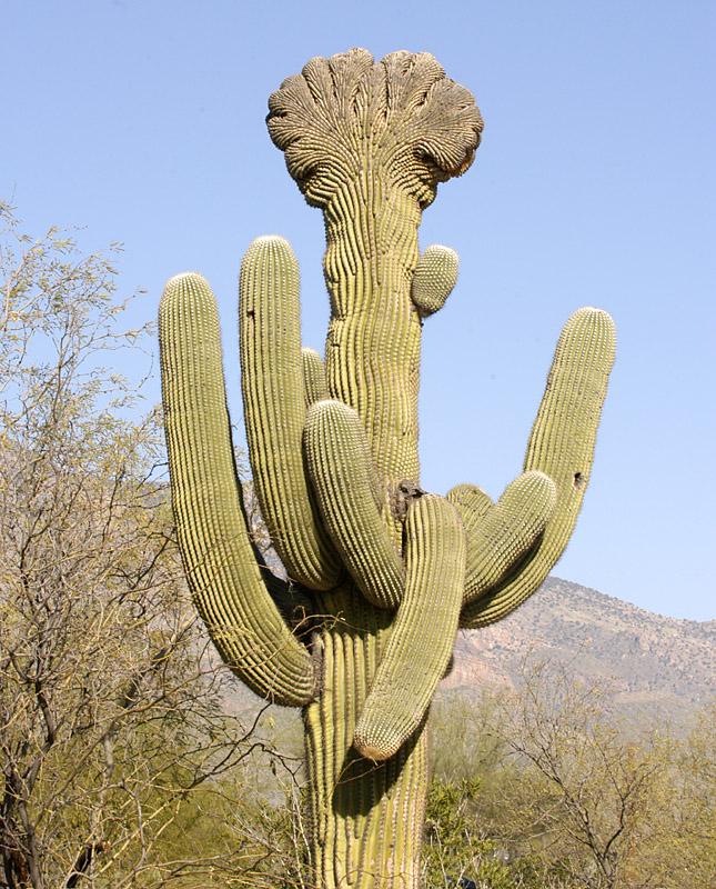 Crested saguaro