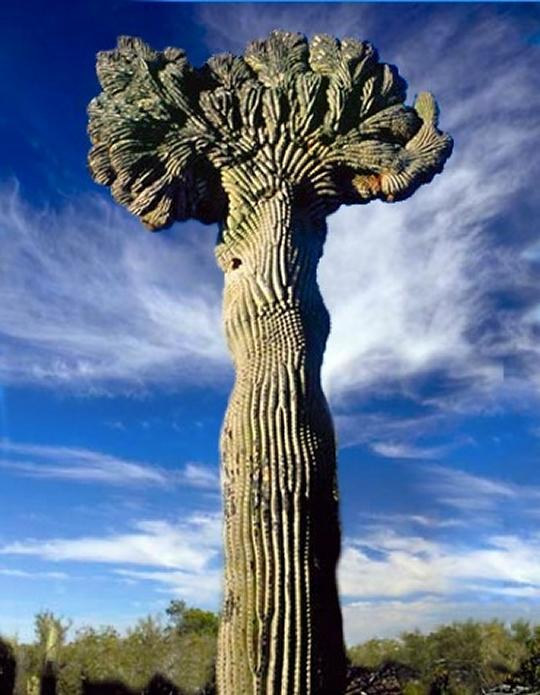 Crested saguaro