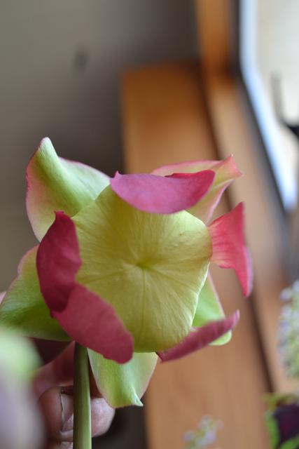 Sarracenia Flower