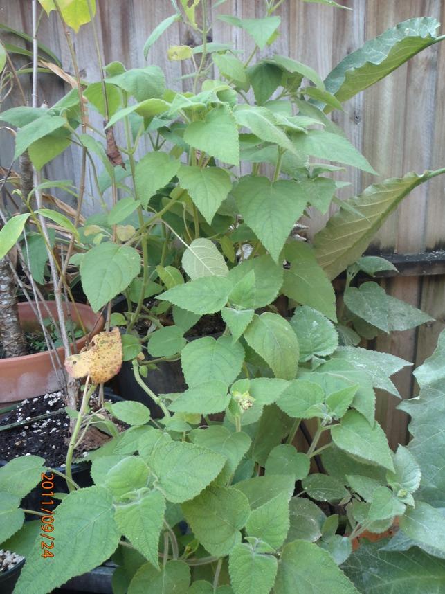 More information about "Salvia dorisiana"