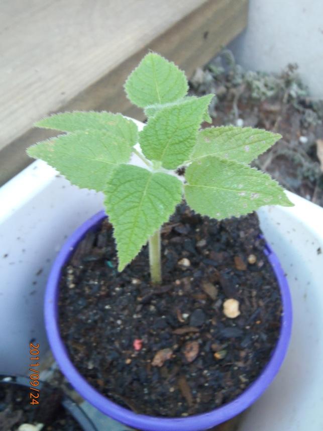 Salvia dorisiana rooted cutting