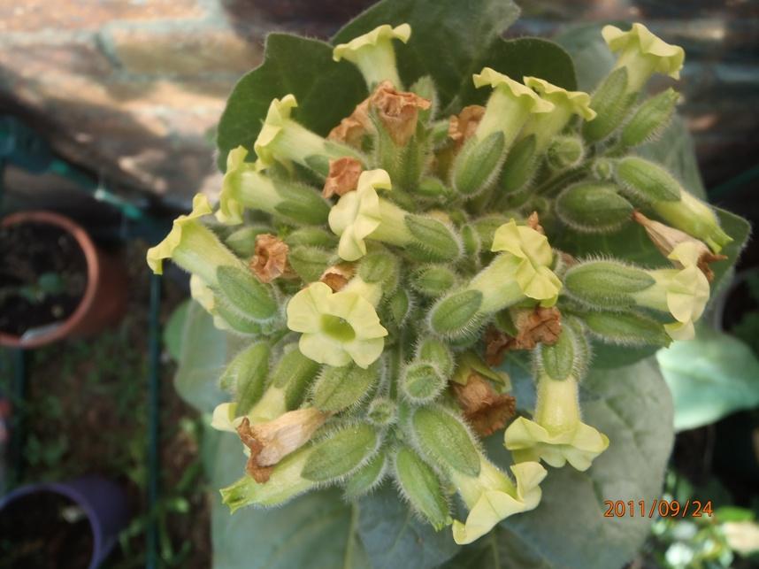 Flowering Nicotiana rustica