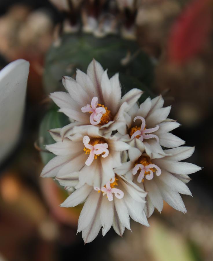 Turbinicarpus polaskii (from seed to peres graft)