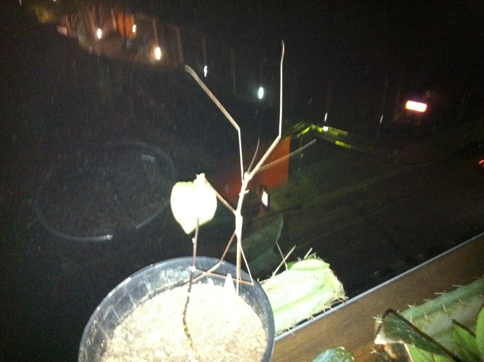 Walking Stick 007.JPG