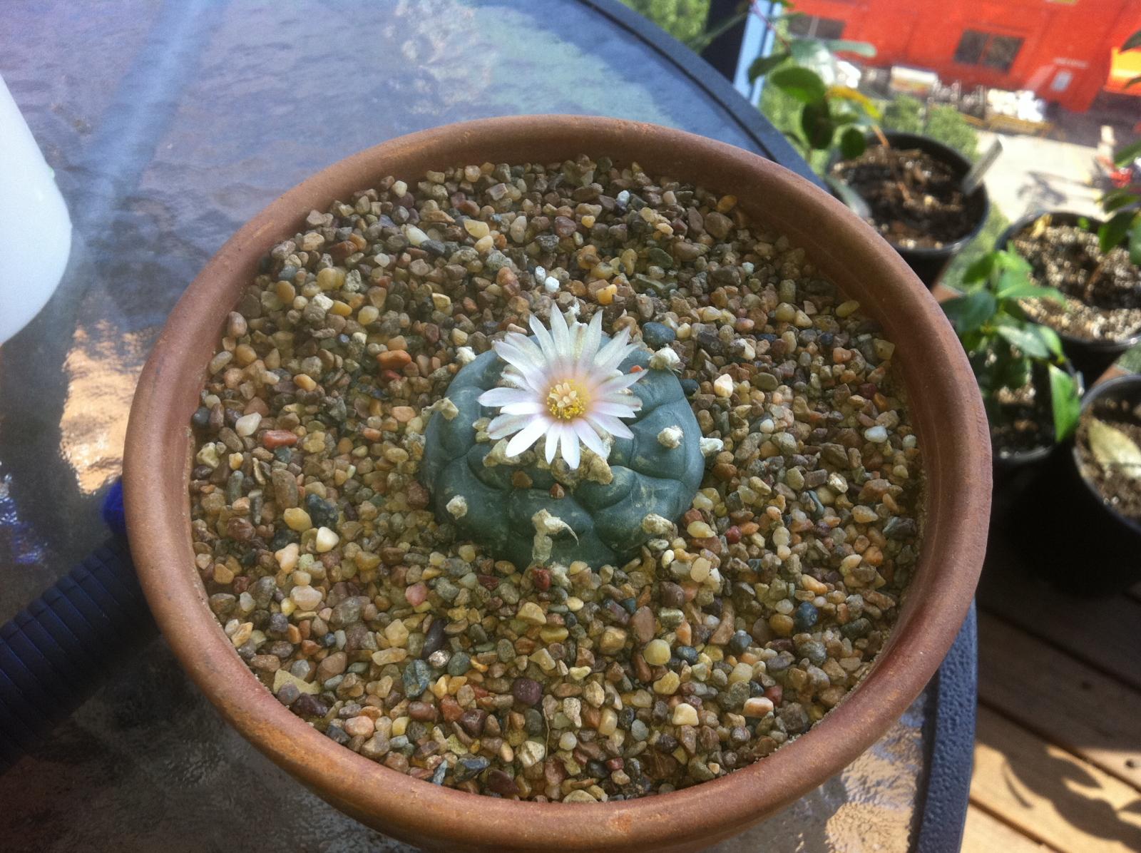 "Larry Wilkerson"  blooming