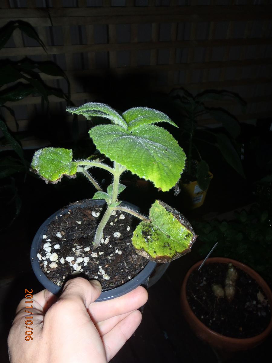 Salvia dorisiana cutting