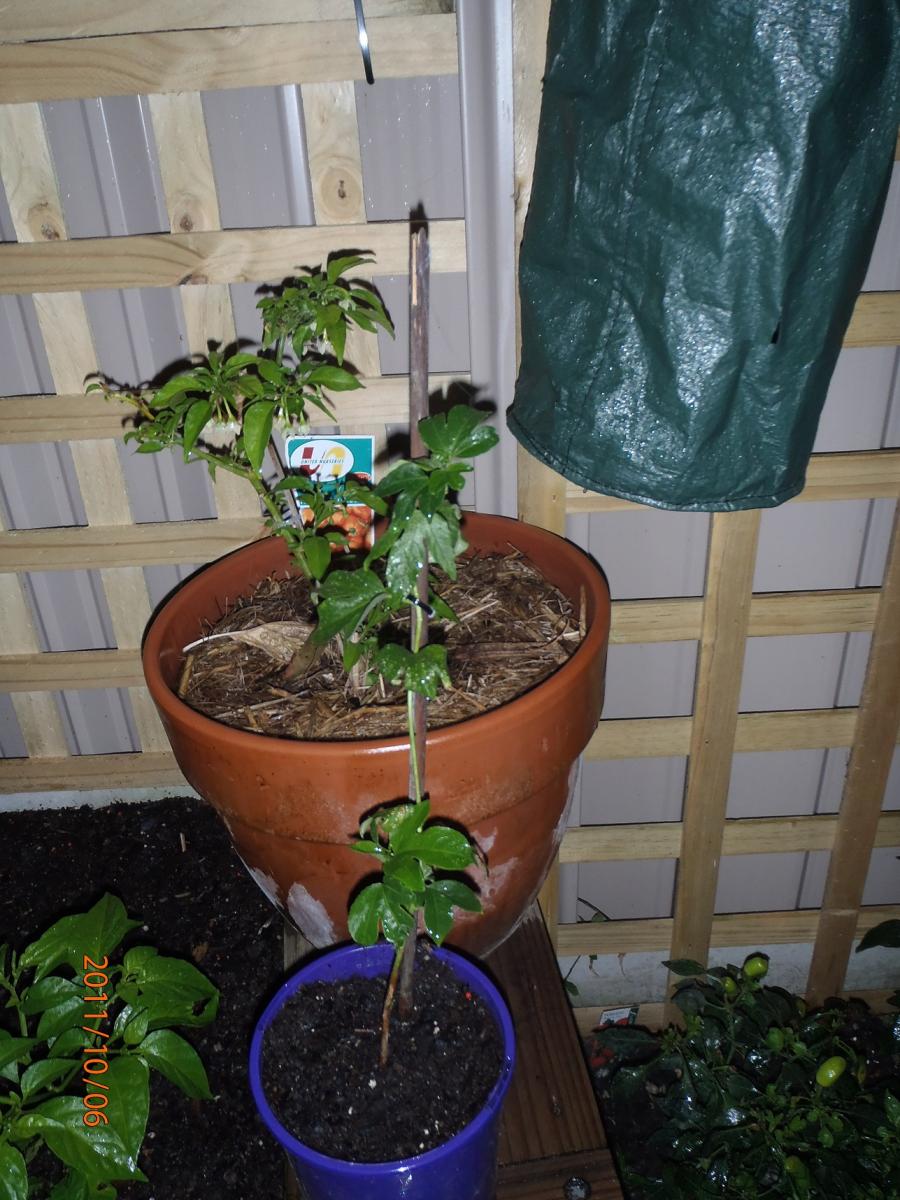 One Passiflora incarnata rooted cutting