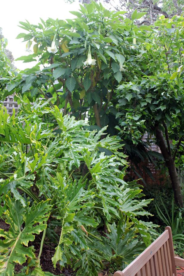Brugmansia Candida 'Double White'