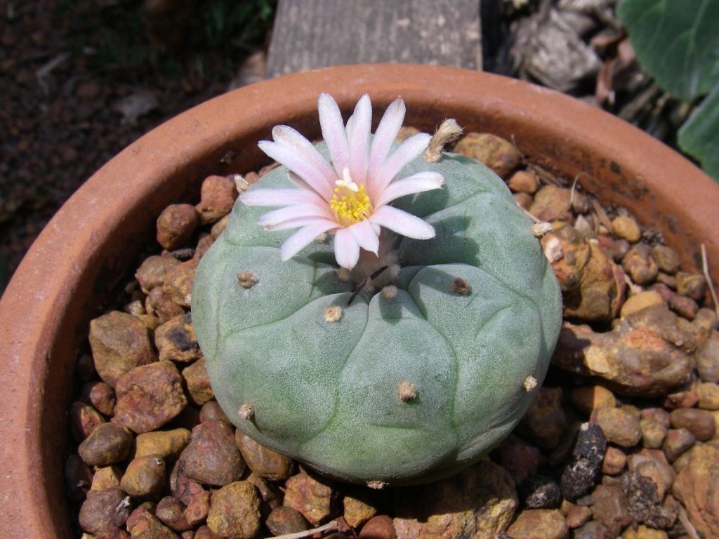 Seed Grown Peyote Flower