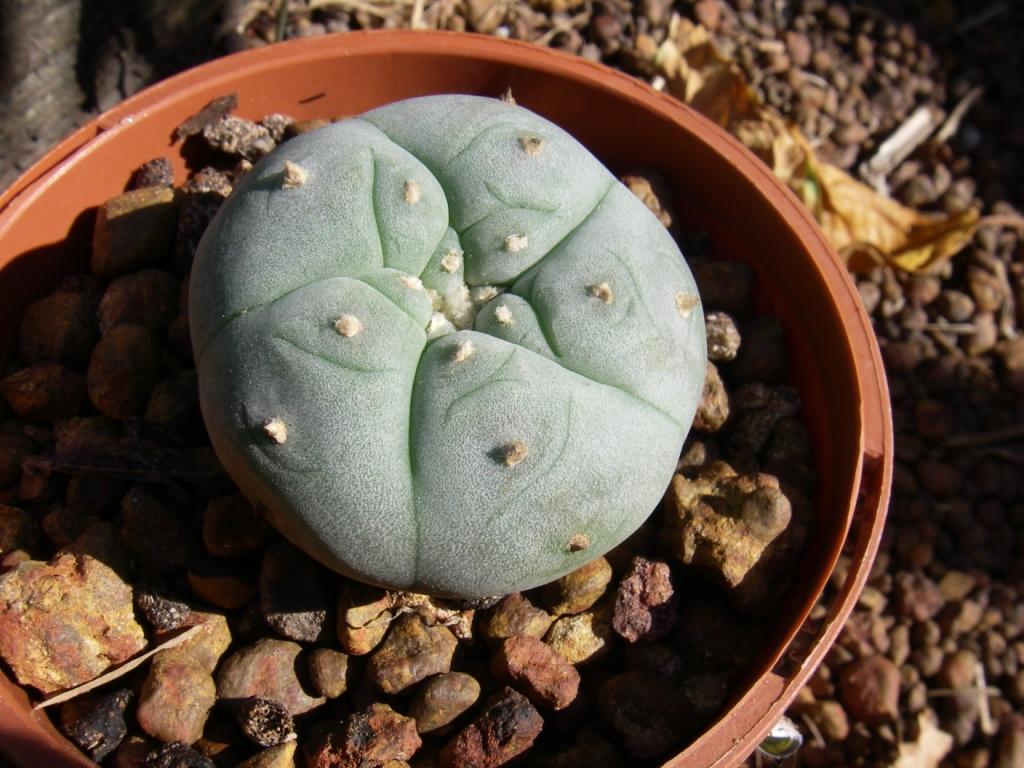 EGA Fundraiser Seed Grown Peyote Button