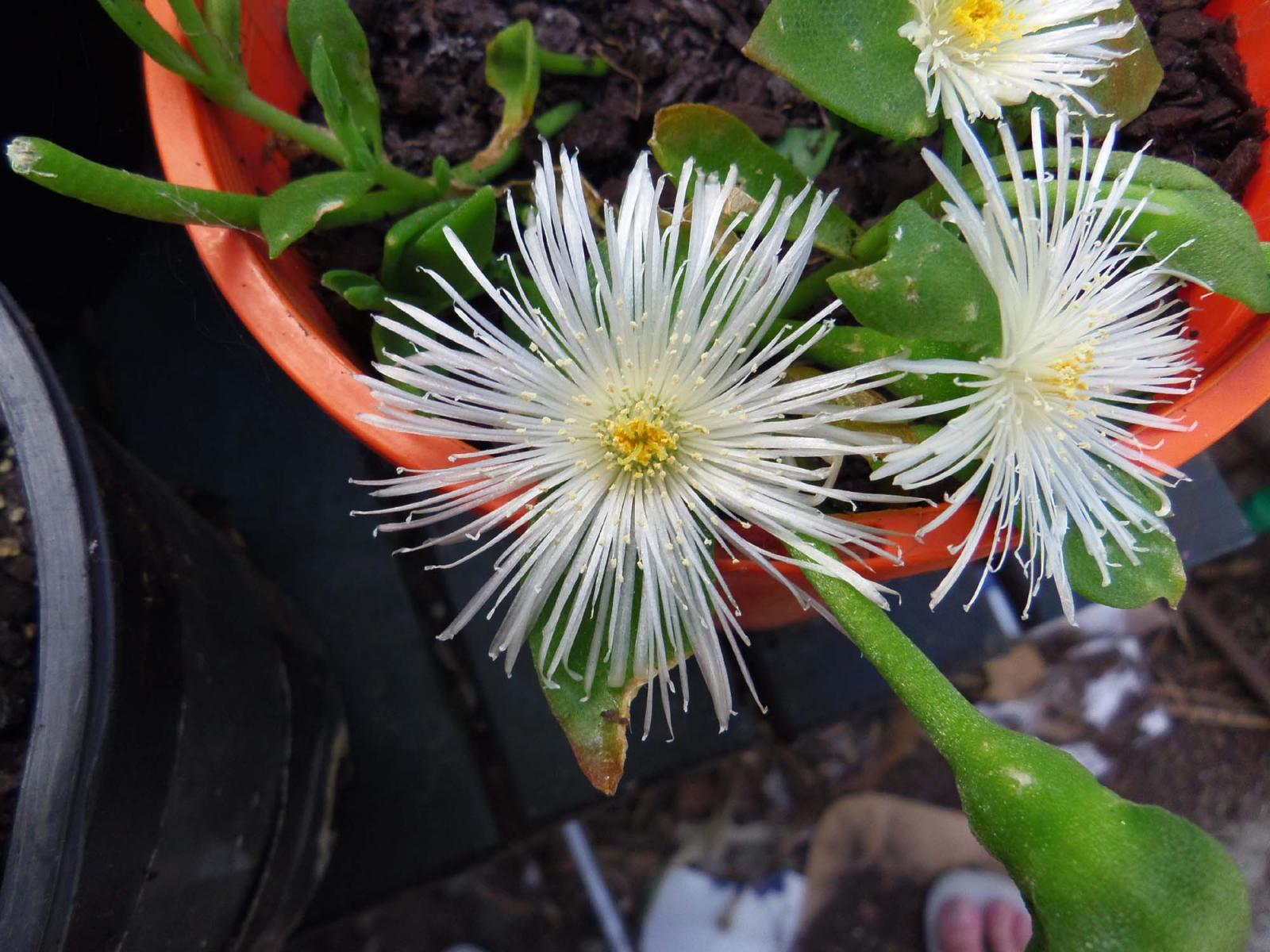 sceletium flowering.JPG