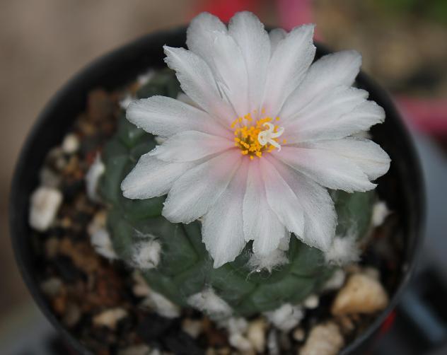 Turbinicarpus lophophoroides degrafted before winter flowering on own roots