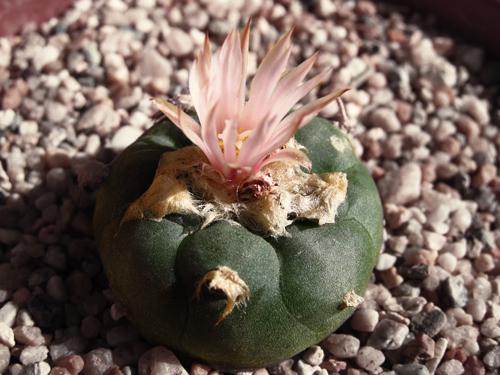 More Lophophora