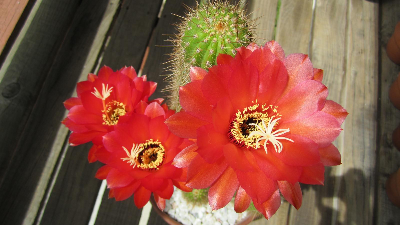 Echinopsis Huascha