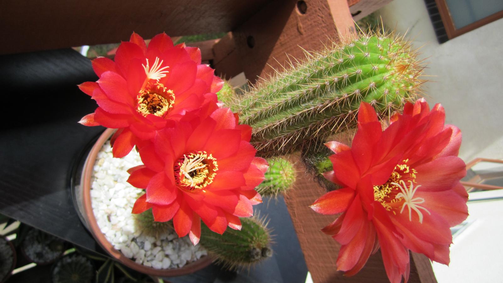 Echinopsis Huascha