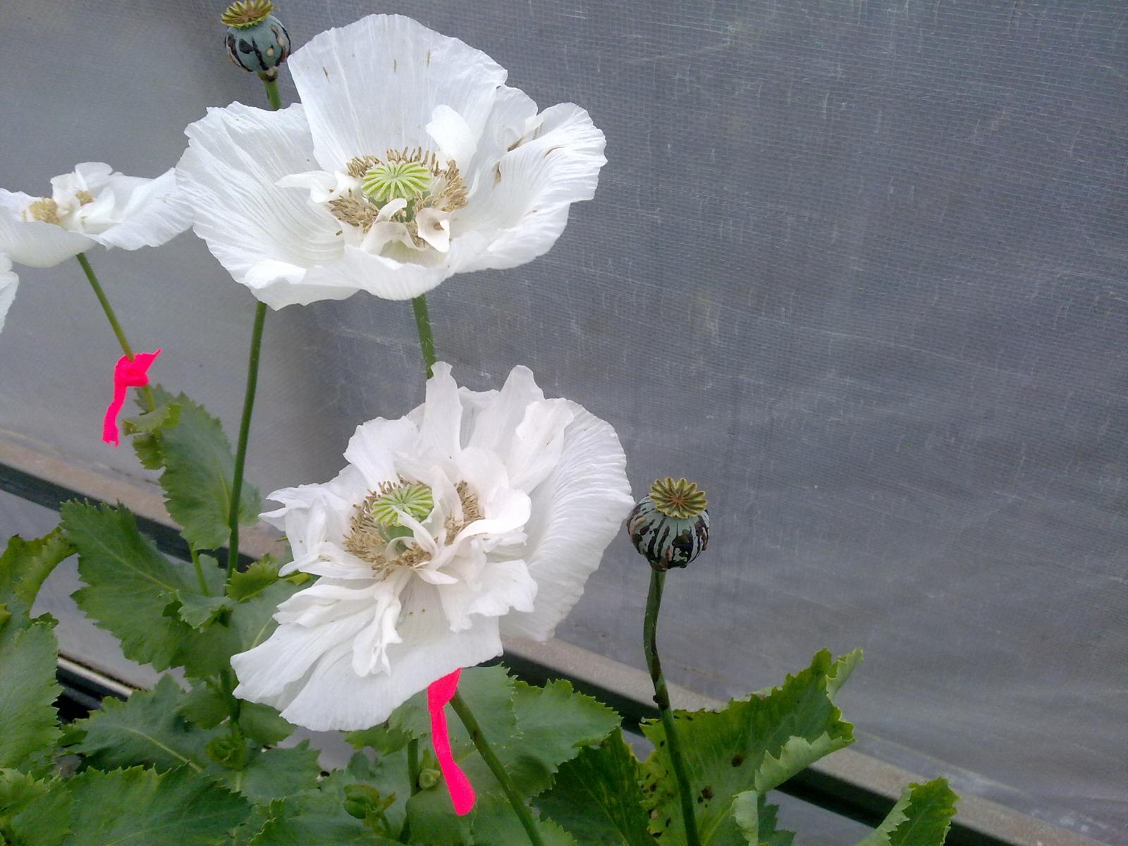 Papaver somniferum alba