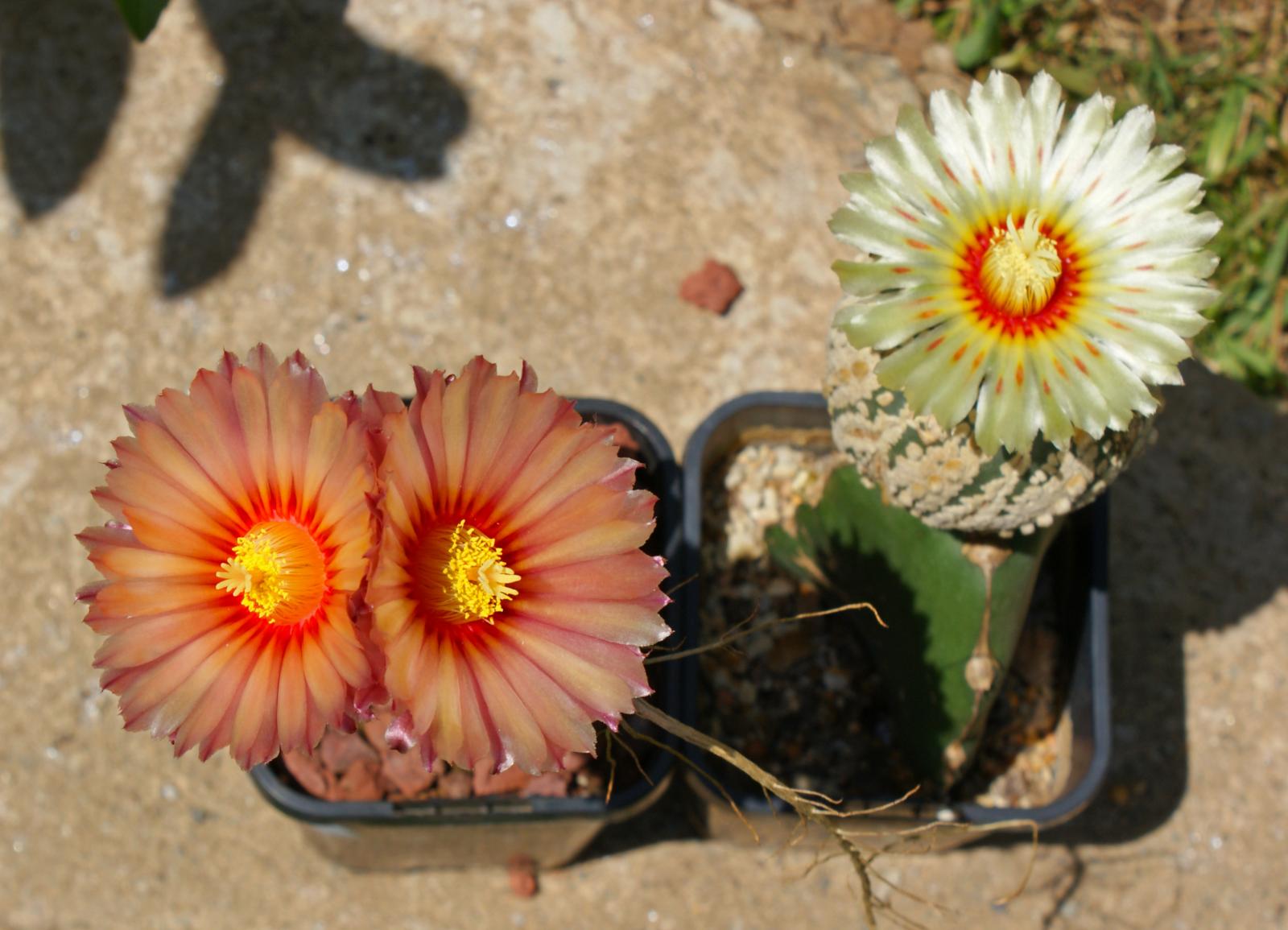 Astrophytum Asterias Flowers