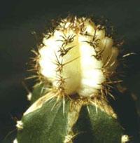 Trichocereus macrogonus cv. Alba