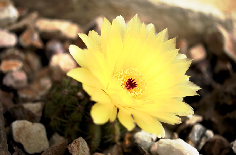 Flowering Cactus