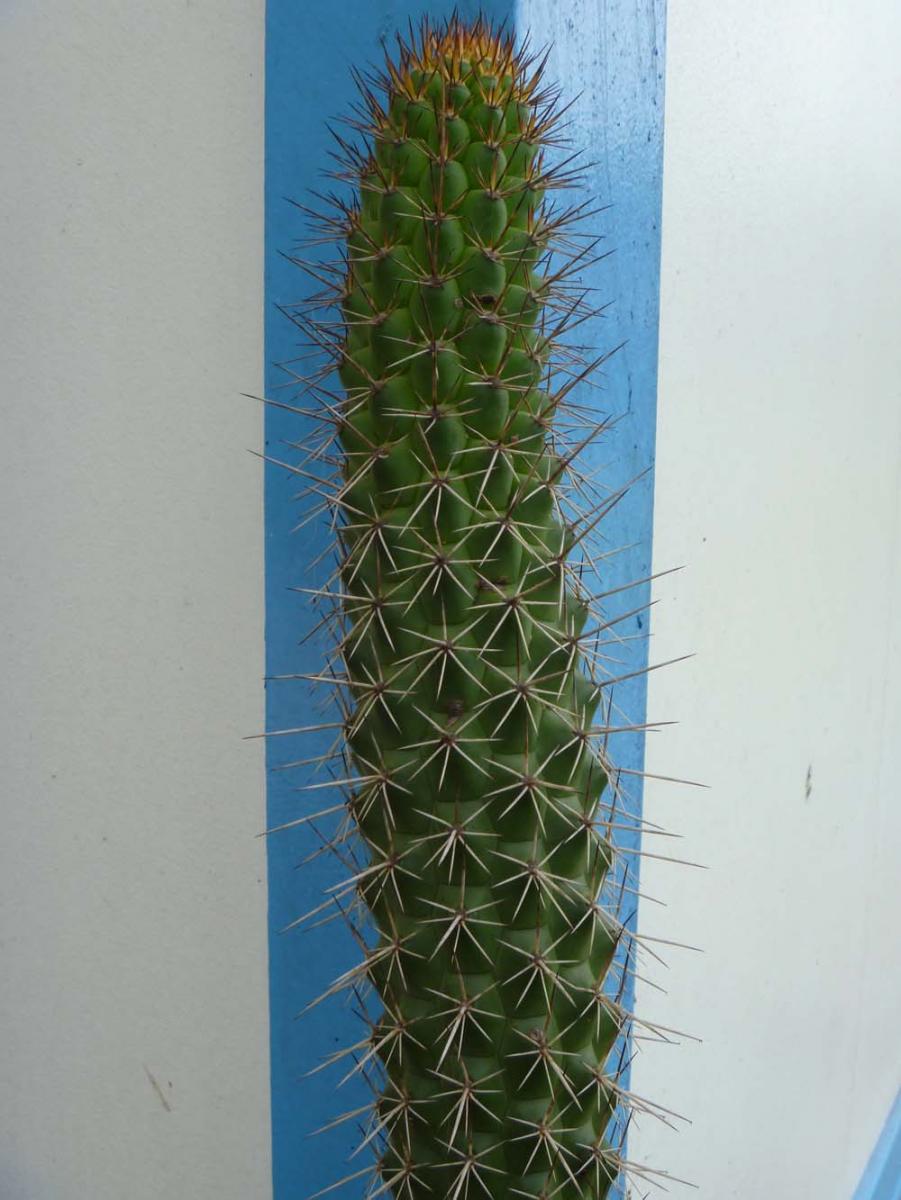 Trichocereus thelogonus