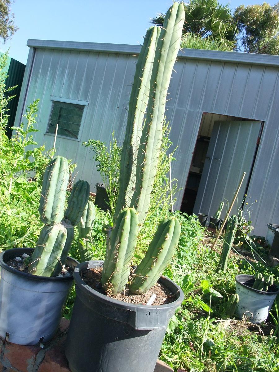 Bridgesii