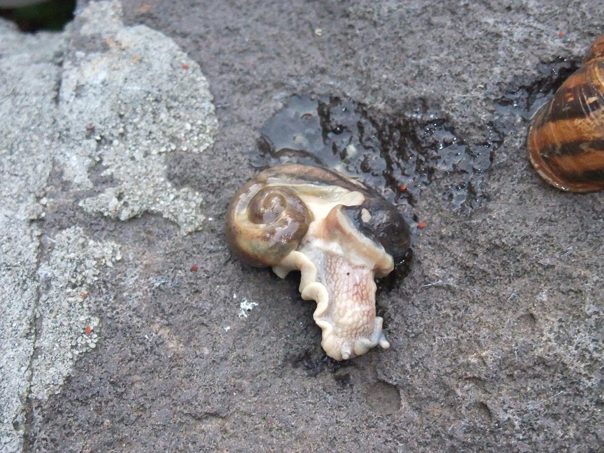 A snail removed from shell post mortem