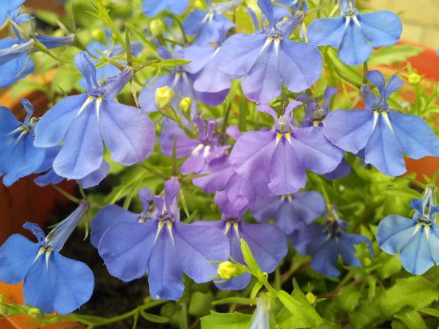 Ornamental Lobelia's