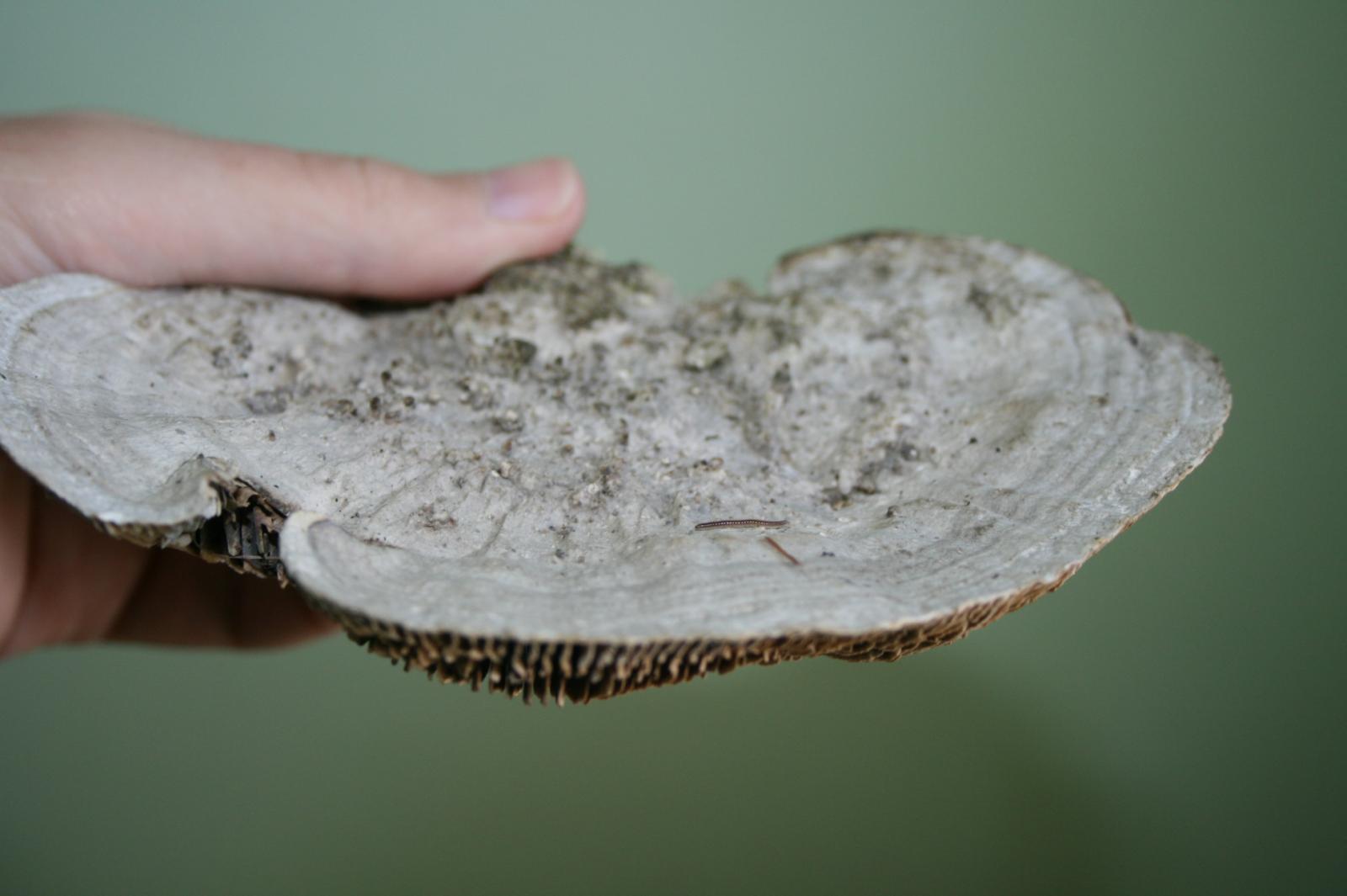 a woody gilled mushroom found on a dead trunk -unidentified