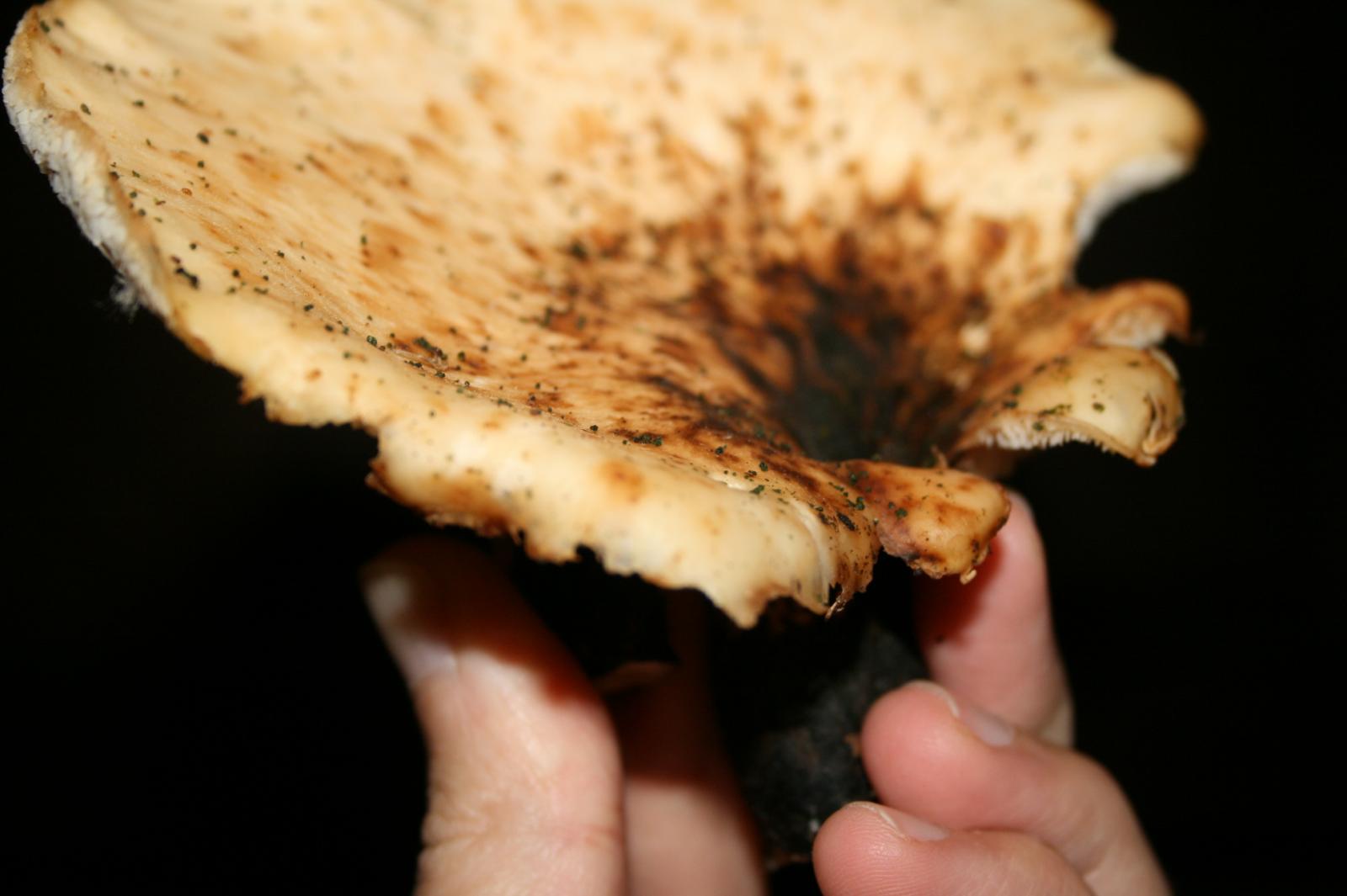 polyporus squamosus