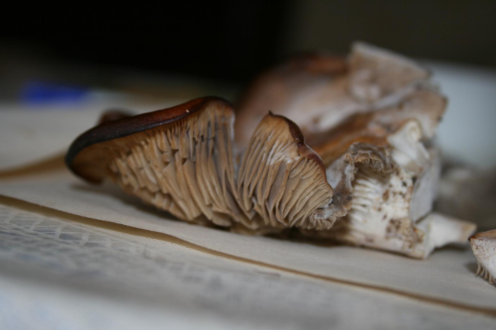 brown oyster ,march 2011