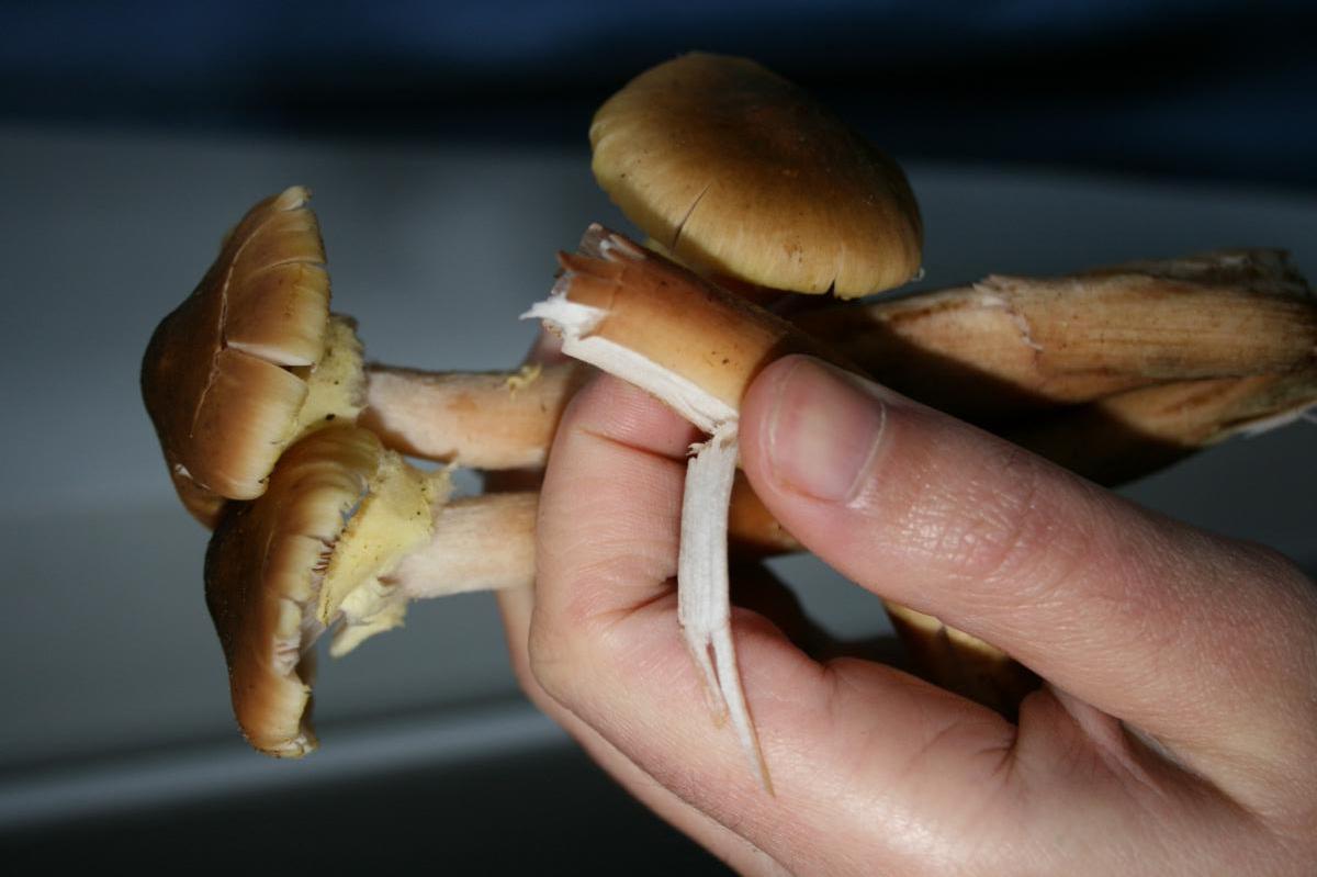 armillaria sp.( probably mellea)