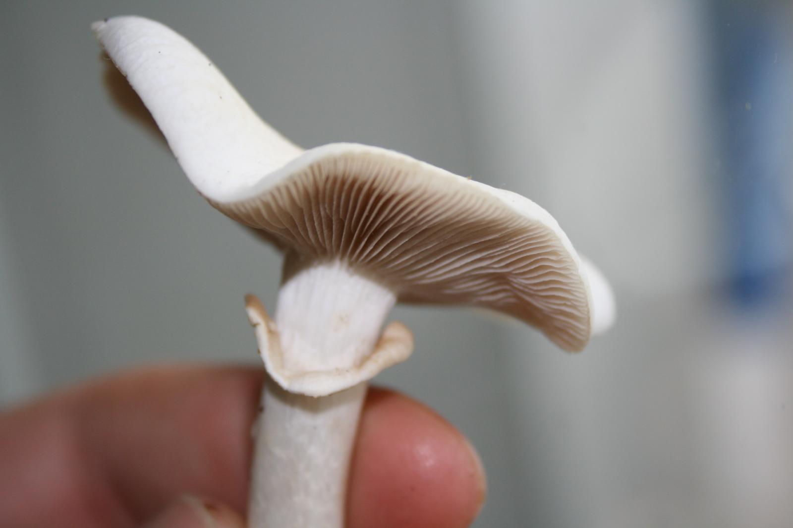 agrocybe aegerita