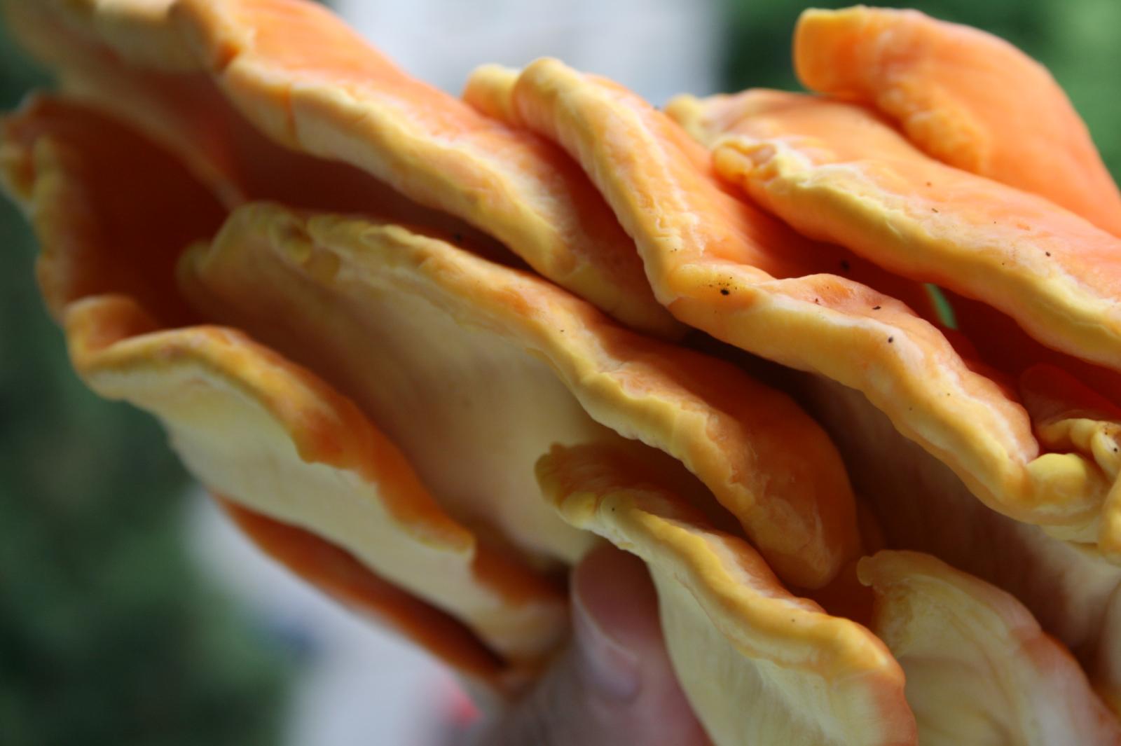 laetiporus sulphureus