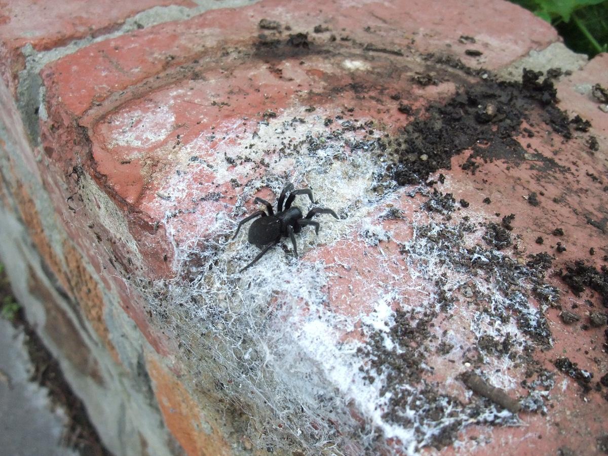 Angry spider disturbed when I moved a pot