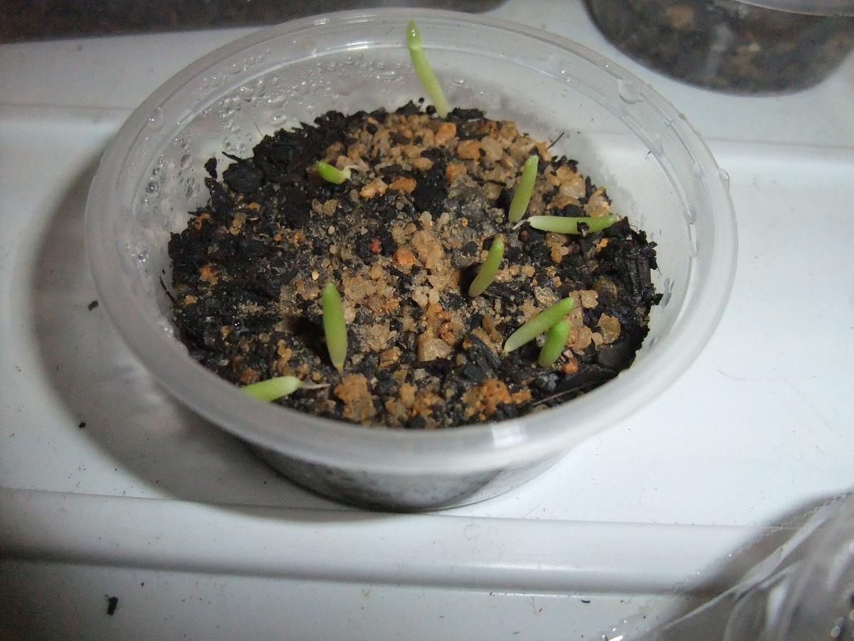 Germinating lophs