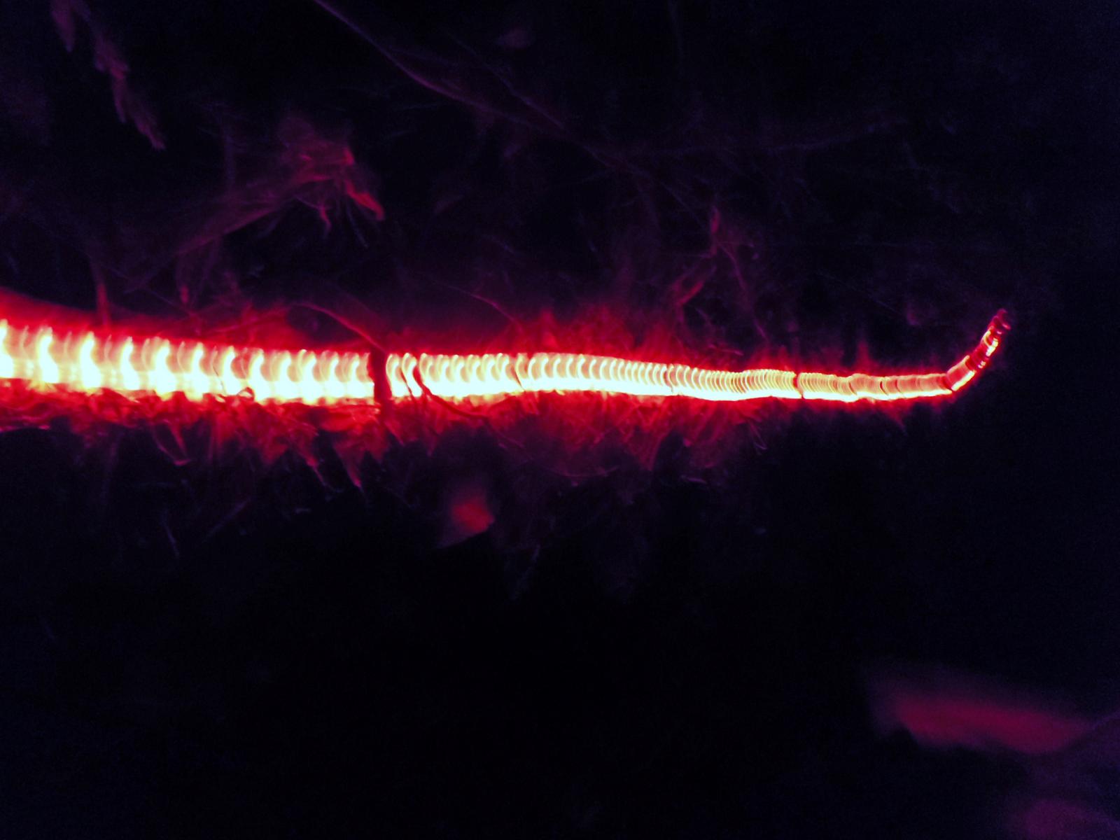 spinalcord pterydactyl dragon