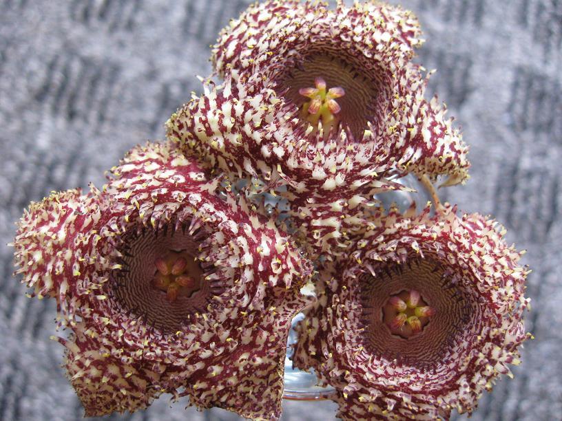Huernia hystrix flowers