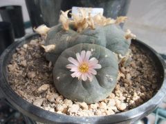 Flowering loph