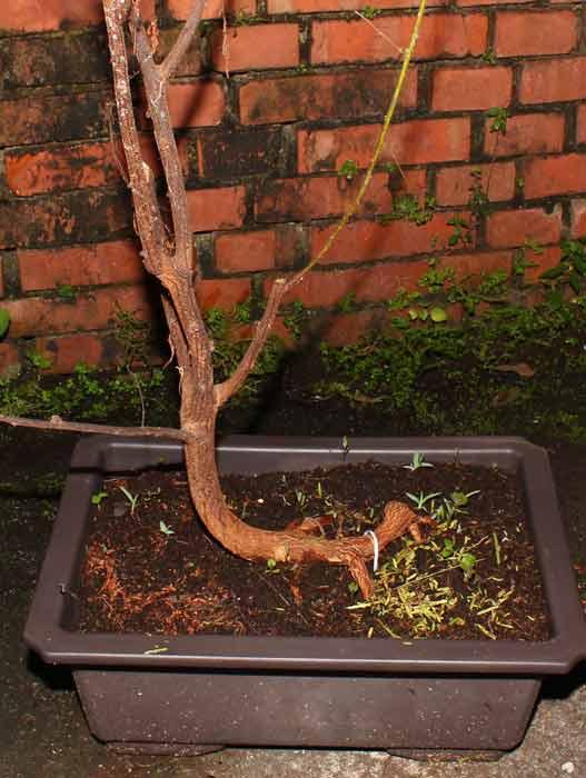 Mimosa hostilis bonsai