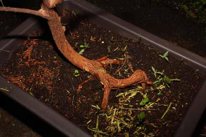 Mimosa hostilis bonsai