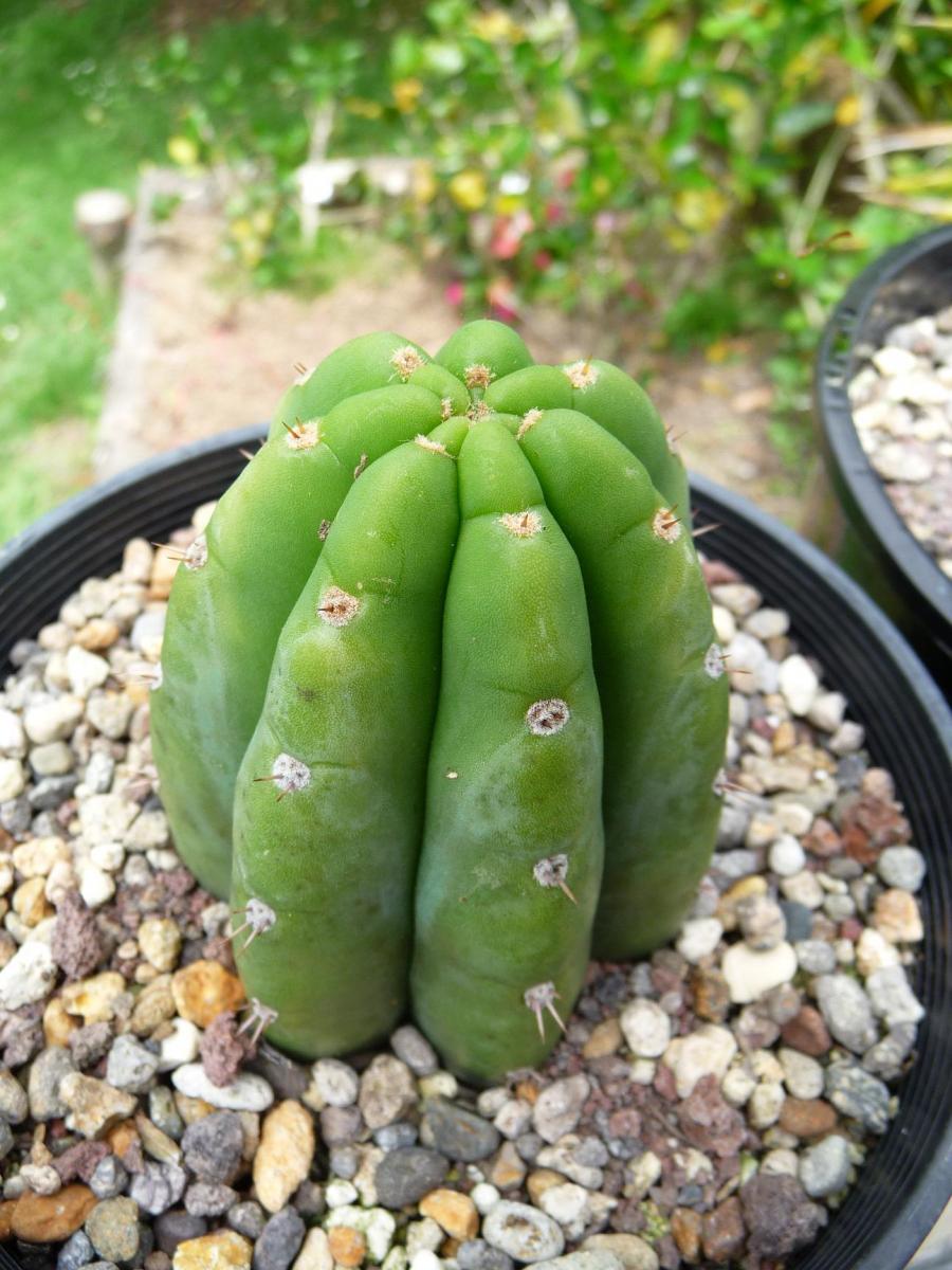 Trichocereus pachanoi