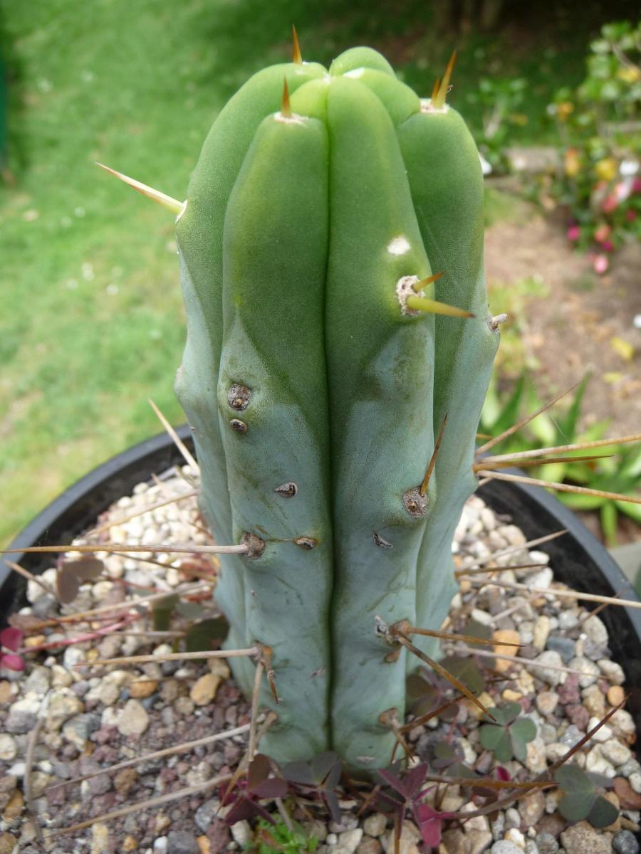 Trichocereus bridgesii