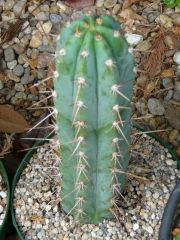 Trichocereus peruvianus - spider CBD