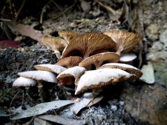 Some mushroom pics