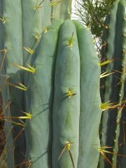 T. bridgesii 'Psycho0'