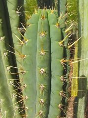 T. cuzcoensis 'CC'